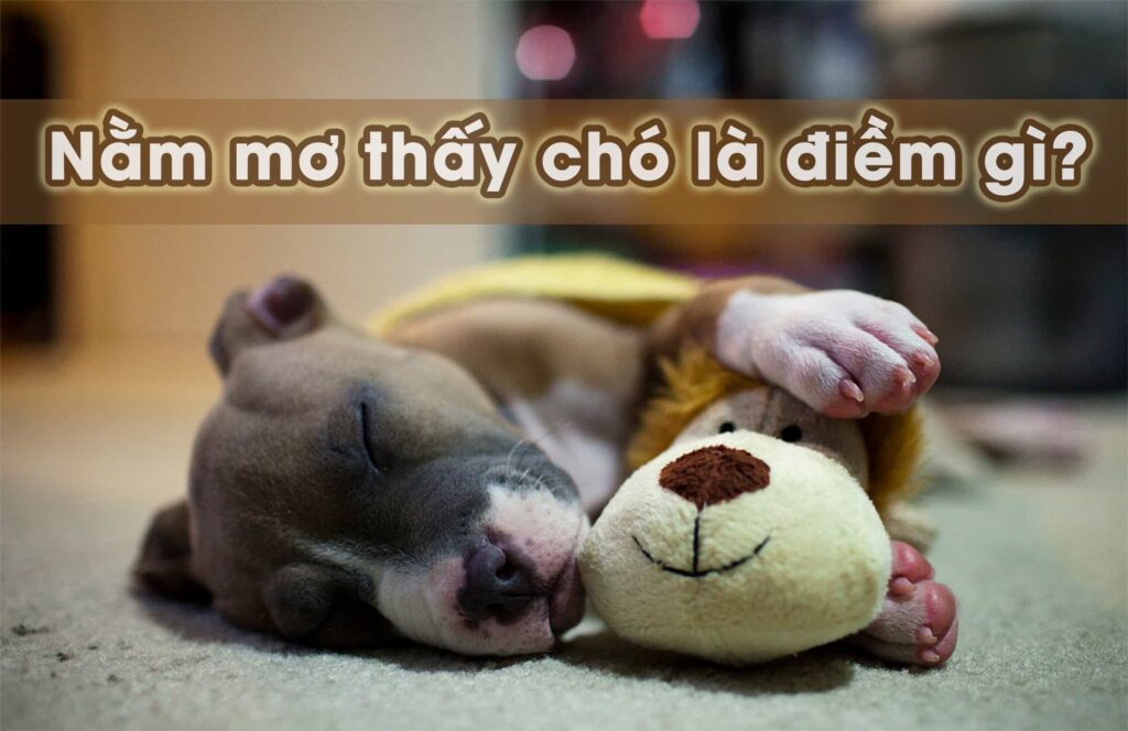 Mơ Thấy Chó Đánh Con Gì Để Trúng Lớn? Cùng Top88 Giải Mã Chi Tiết 1 Mơ Thấy Chó Đánh Con Gì Để Trúng Lớn? Cùng Top88 Giải Mã Chi Tiết