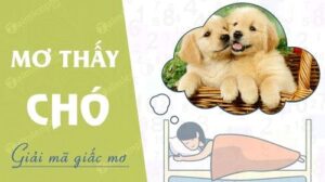 Mơ Thấy Chó Đánh Con Gì Để Trúng Lớn? Cùng Top88 Giải Mã Chi Tiết 2 Mơ Thấy Chó Đánh Con Gì Để Trúng Lớn? Cùng Top88 Giải Mã Chi Tiết
